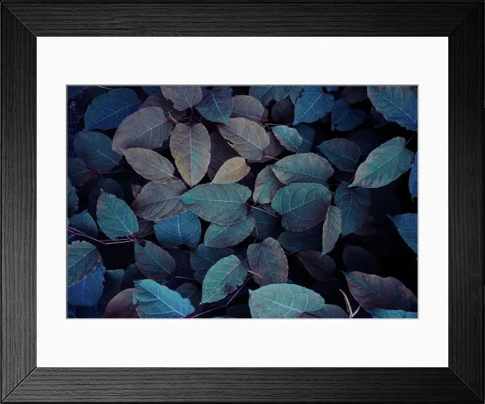Framed Print : blue plant leaves in the nature in fall season, blue background Framed Print : blue plant leaves in the nature in fall season, blue background
