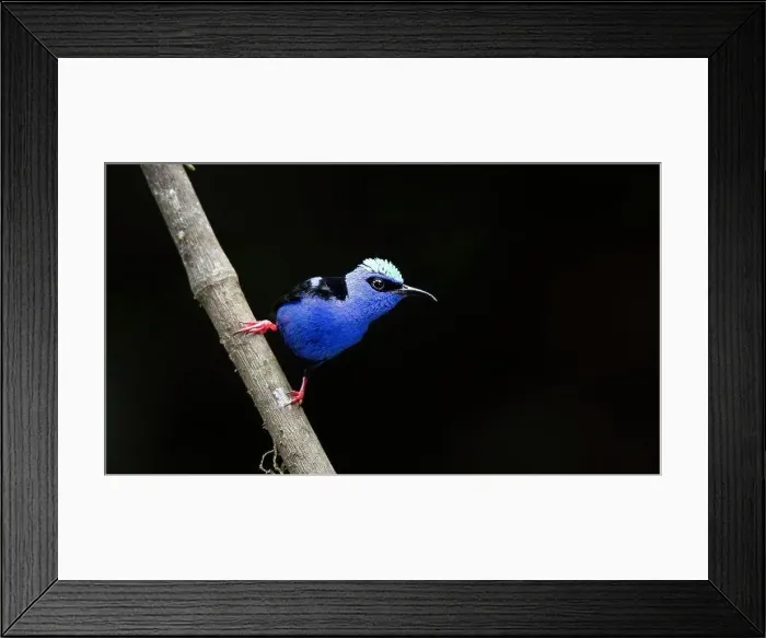 Framed Print : Neon blue with red legs - Red-legged honeycreepers Framed Print : Neon blue with red legs - Red-legged honeycreepers