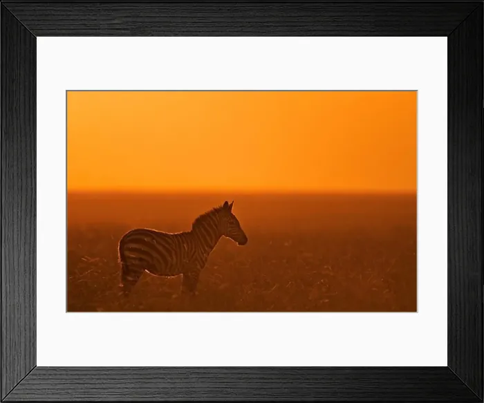 Framed Print : burchells zebra equus burchelli at sunset masai mara, kenya Framed Print : burchells zebra equus burchelli at sunset masai mara, kenya