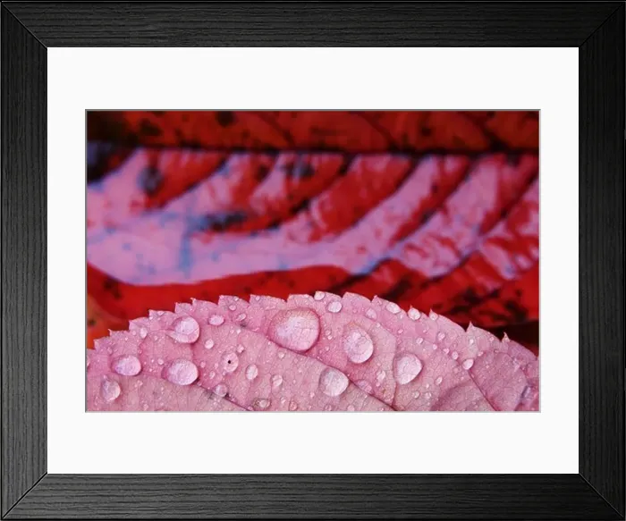 Framed Print : Autumn leaves Framed Print : Autumn leaves