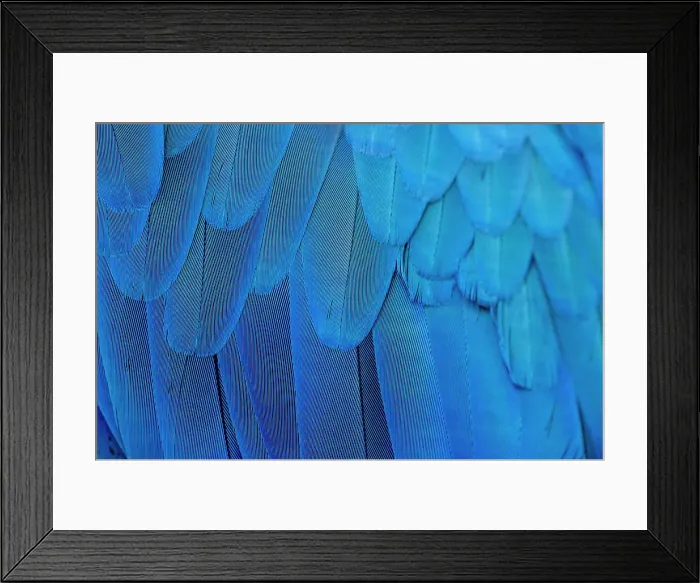 Framed Print : Close-up of the feathers of a blue-and-yellow macaw (Ara ararauna) Framed Print : Close-up of the feathers of a blue-and-yellow macaw (Ara ararauna)