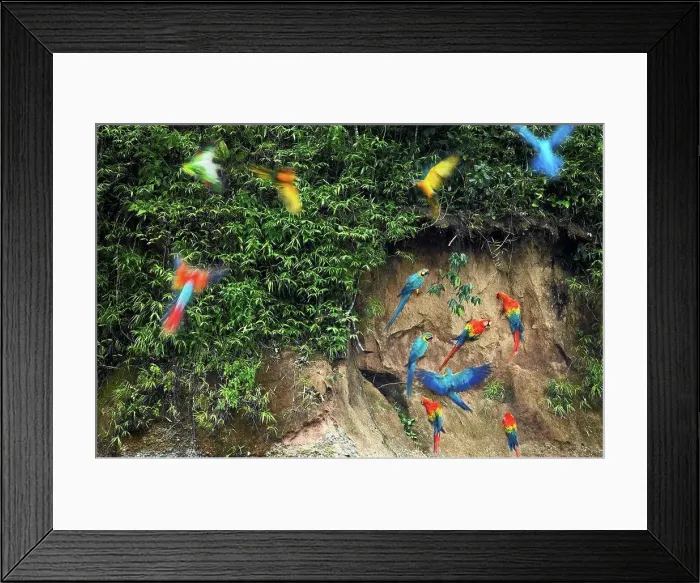 Framed Print : Macaws and green parrots at a claylick on the Tambopata River, Peru