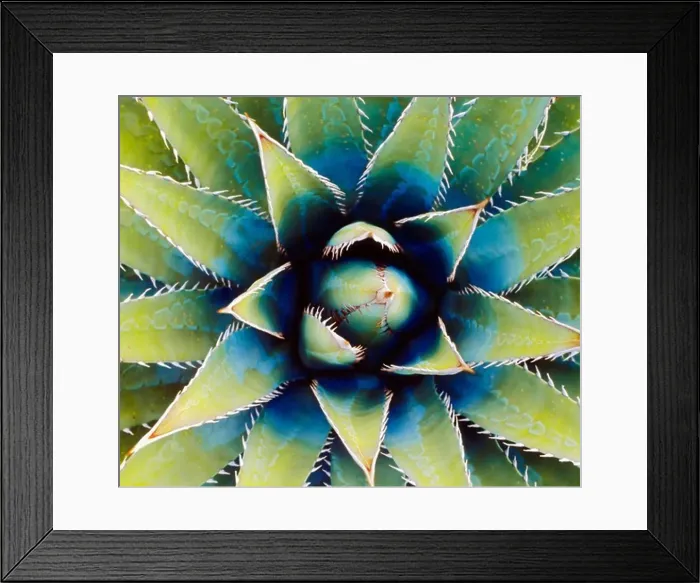 Framed Print : Basal Rosette (Agave kaibabensis) Horseshoe Mesa, Grand Canyon National Park, Arizona Framed Print : Basal Rosette (Agave kaibabensis) Horseshoe Mesa, Grand Canyon National Park, Arizona