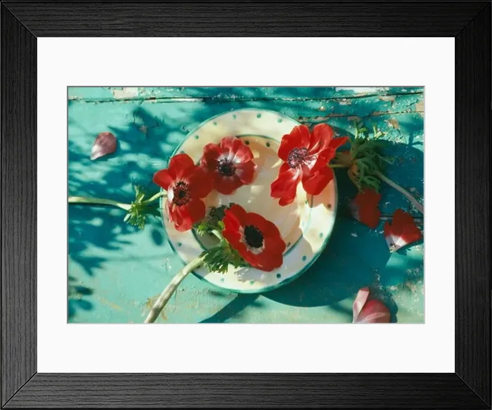 Framed Print : Still-Life of red anemones Framed Print : Still-Life of red anemones