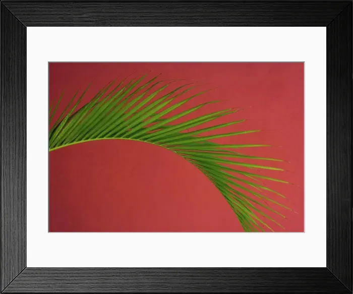 Framed Print : Palm frond against a red background, Puerto Rico Puerto Rico Framed Print : Palm frond against a red background, Puerto Rico Puerto Rico