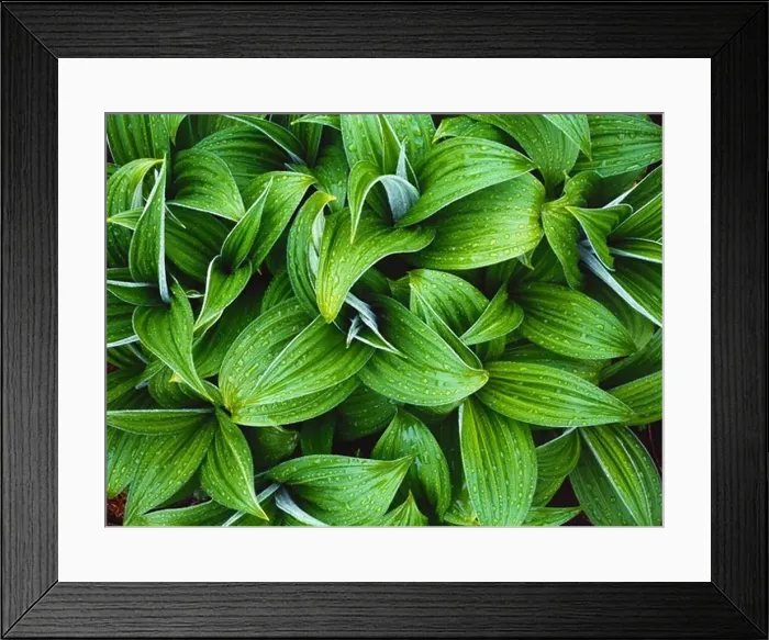Framed Print : False Hellebore; Veratrum viride; Turquoise-Telaquana Plateau; Lake Clark National Park; Alaska