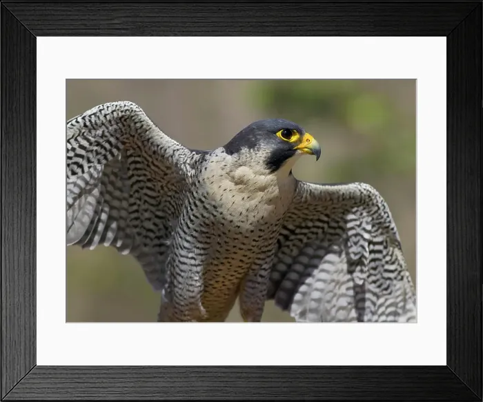 Framed Print : Peregrine Falcon Wings Open Framed Print : Peregrine Falcon Wings Open