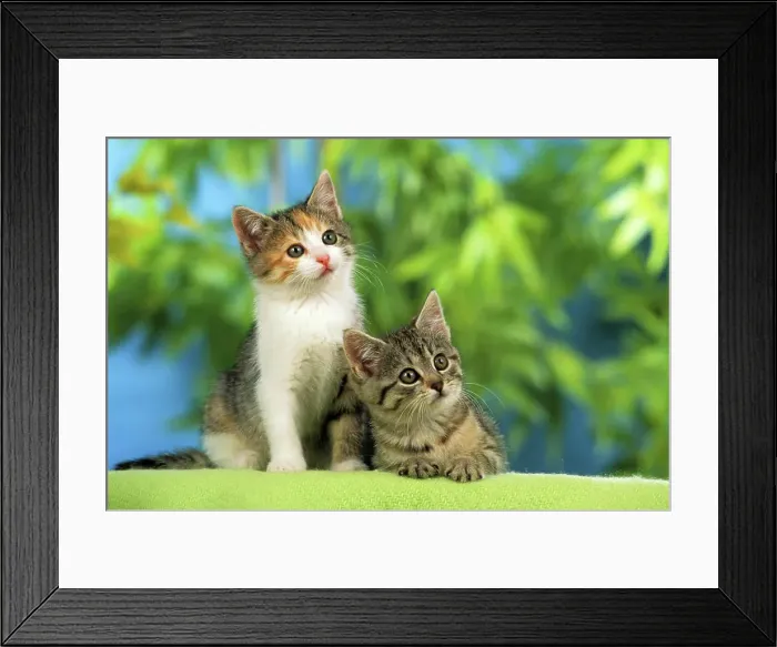 Framed Print : two domestic kitten Framed Print : two domestic kitten
