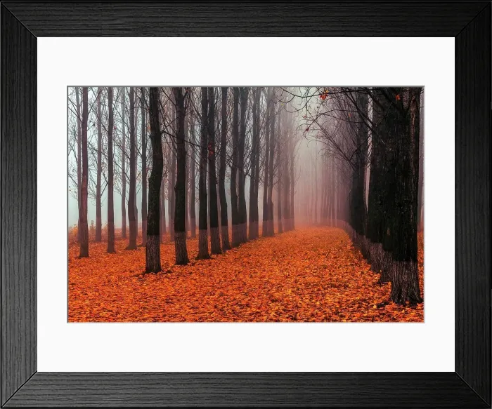 Framed Print : Poplar Forest - Straight columns of poplar trees in a misty forest Framed Print : Poplar Forest - Straight columns of poplar trees in a misty forest