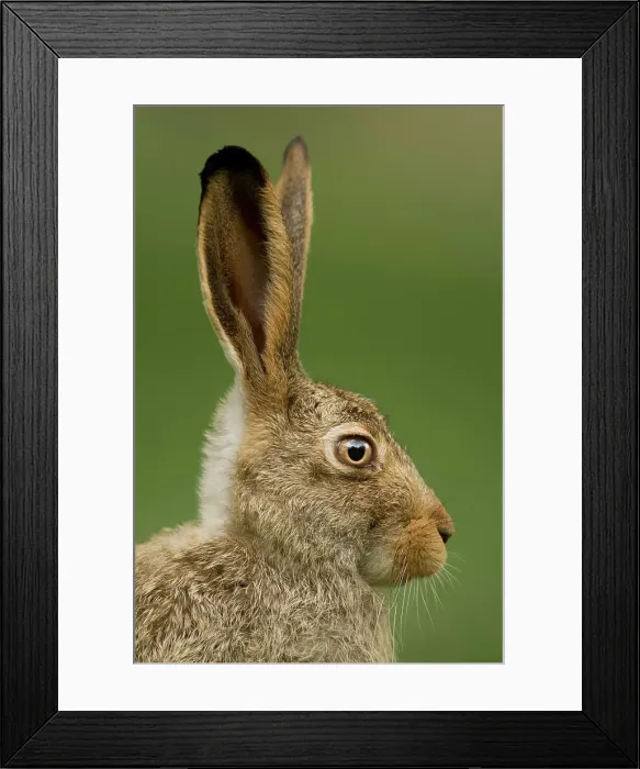 Framed Print : White-tailed Jackrabbit, Lepus townsendii, Alberta, Calgary, Canada Framed Print : White-tailed Jackrabbit, Lepus townsendii, Alberta, Calgary, Canada