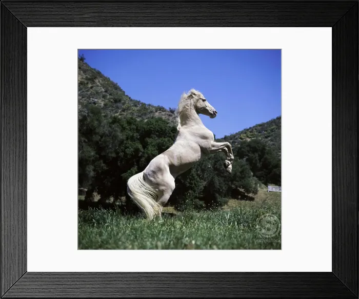Framed Print : A Palomino Horse standing on its hind legs Framed Print : A Palomino Horse standing on its hind legs