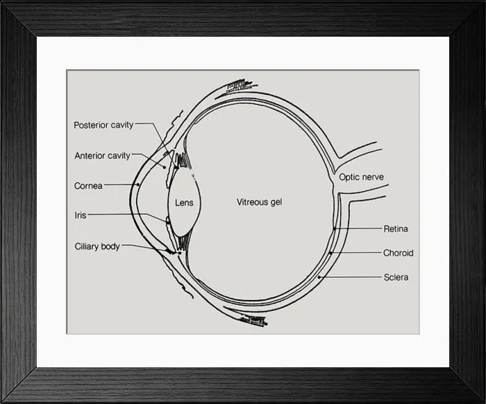Framed Print : A lateral cutaway view of the human eye, showing internal structure Framed Print : A lateral cutaway view of the human eye, showing internal structure