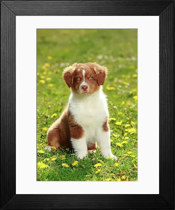 Framed Print : Australian Shepherd, puppy, red-tri, 9 weeks Framed Print : Australian Shepherd, puppy, red-tri, 9 weeks