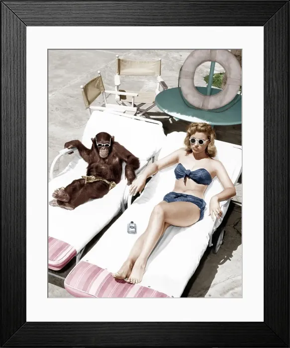 Framed Print : Chimpanzee and a woman sunbathing (All persons depicted are not longer living and no estate exists) Framed Print : Chimpanzee and a woman sunbathing (All persons depicted are not longer living and no estate exists)