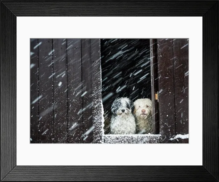 Framed Print : Portrait dogs watching snow from barn window Framed Print : Portrait dogs watching snow from barn window