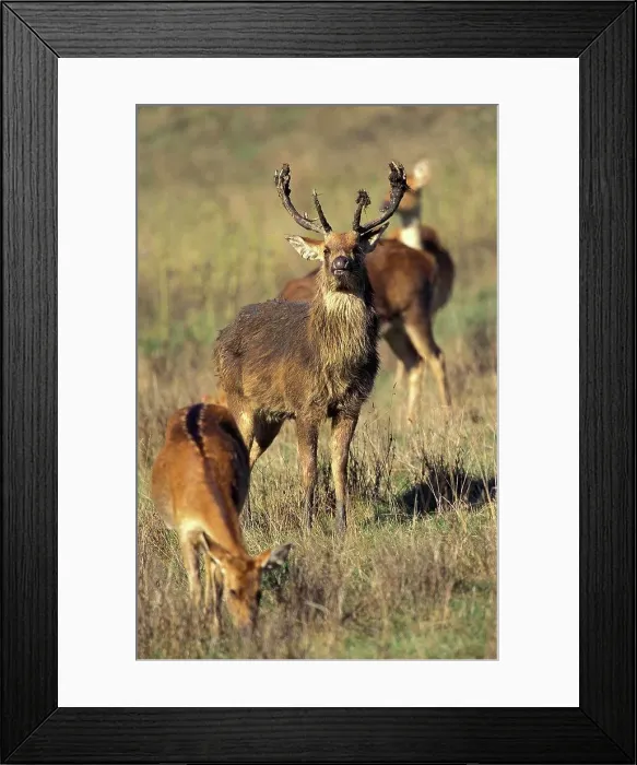 Framed Print : Barasingha Deer or Swamp Deer, cervus duvauceli, Male and Females Framed Print : Barasingha Deer or Swamp Deer, cervus duvauceli, Male and Females
