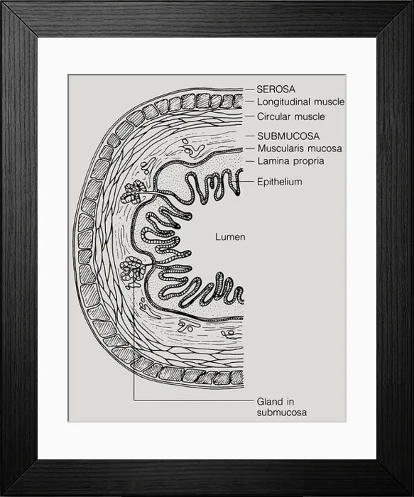 Framed Print : The walls of the digestive tract have four layers of tissue: mucosa Framed Print : The walls of the digestive tract have four layers of tissue: mucosa