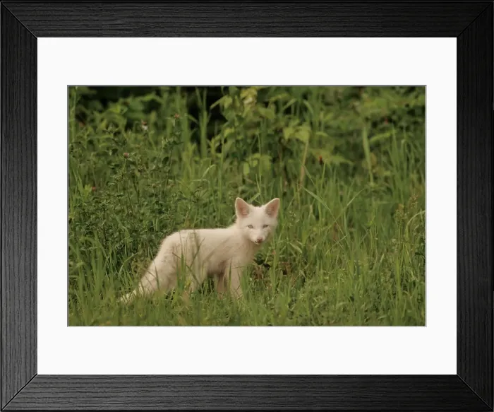 Framed Print : Red Fox (Vulpes vulpes) Kit (Albino). Complete albinism in red foxes is rare. Central Ontario, Canada Framed Print : Red Fox (Vulpes vulpes) Kit (Albino). Complete albinism in red foxes is rare. Central Ontario, Canada