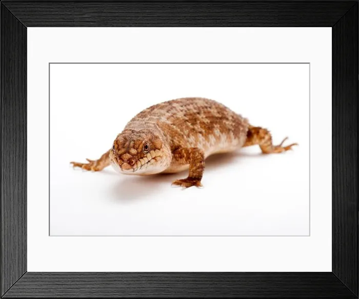 Framed Print : Pygmy Spiny-Tailed skink, Egernia Stokesii Framed Print : Pygmy Spiny-Tailed skink, Egernia Stokesii