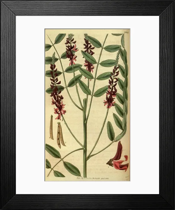Framed Print : Botanical print or English natural history illustration by Joseph Swan 1796-1872, British Engraver