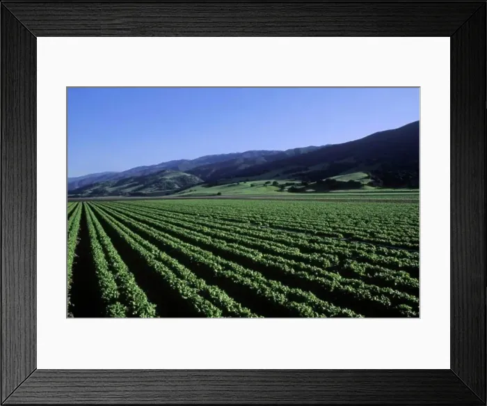 Framed Print : A lettuce field in California's Salinas Valley. Salinas Valley, California, USA Framed Print : A lettuce field in California's Salinas Valley. Salinas Valley, California, USA