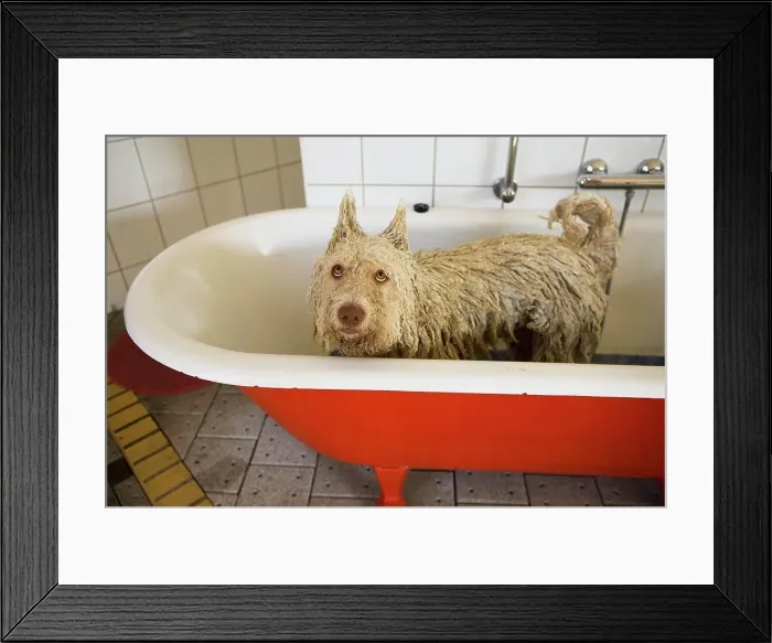 Framed Print : A Portuguese Waterdog in a bathtub with ears made to stand up