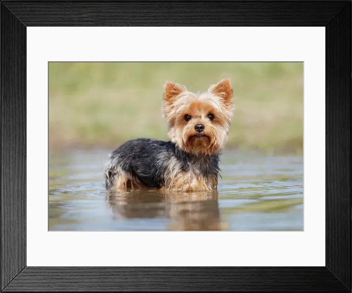 Framed Print : Yorkshire Terrier standing in shallow water Framed Print : Yorkshire Terrier standing in shallow water