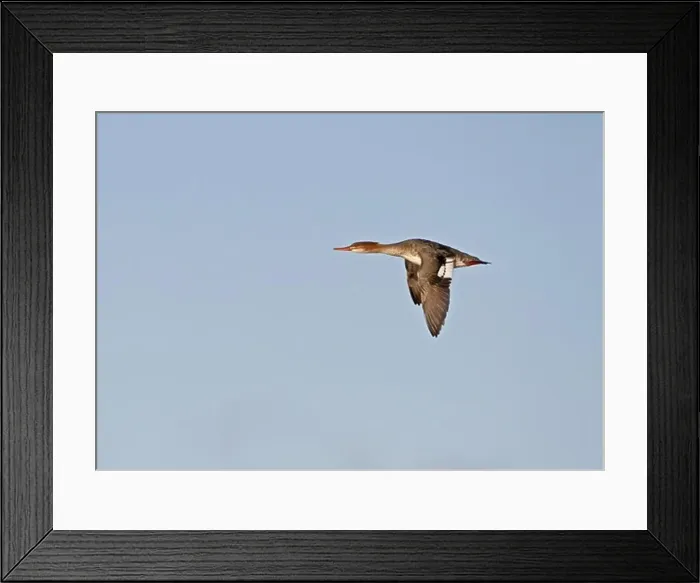 Framed Print : Red-breasted Merganser (Mergus serrator) adult female, in flight, Norfolk, England, december Framed Print : Red-breasted Merganser (Mergus serrator) adult female, in flight, Norfolk, England, december