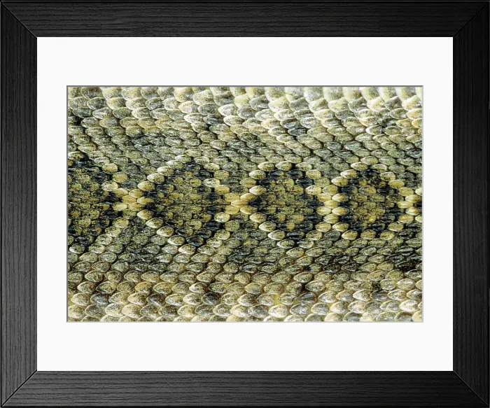 Framed Print : Scale pattern on the back of an adult western diamondback rattlesnake Crotalus atrox, Texas, USA Framed Print : Scale pattern on the back of an adult western diamondback rattlesnake Crotalus atrox, Texas, USA