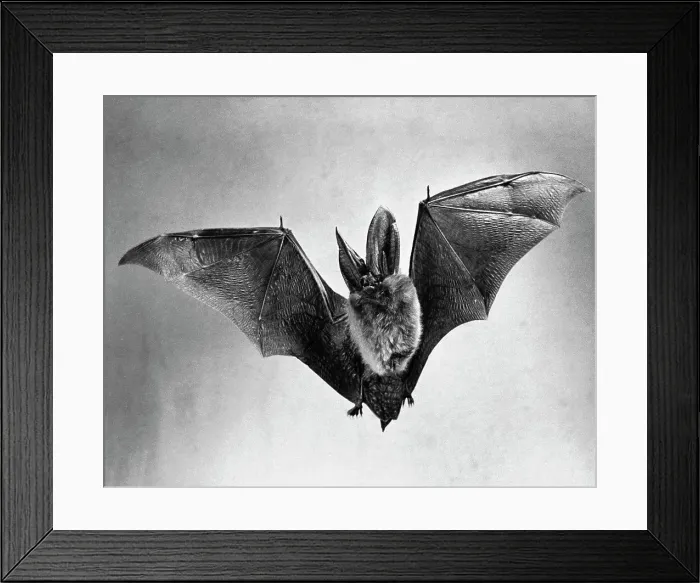 Framed Print : Bat flying with wings spread