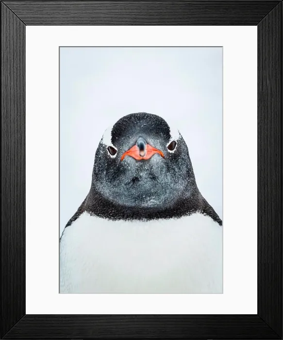 Framed Print : Gentoo Penguin (Pygoscelis papua) portrait at Yankee Harbor, South Shetland Islands, Antarctica Framed Print : Gentoo Penguin (Pygoscelis papua) portrait at Yankee Harbor, South Shetland Islands, Antarctica