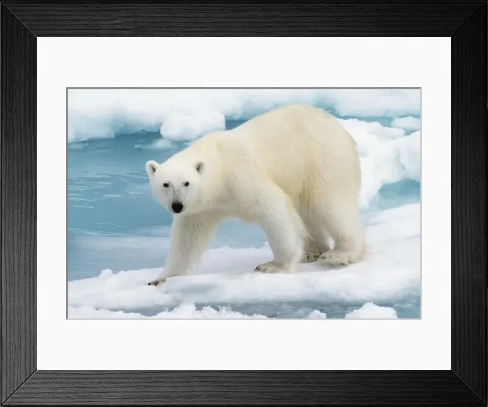 Framed Print : Polar bear standing on iceberg Framed Print : Polar bear standing on iceberg