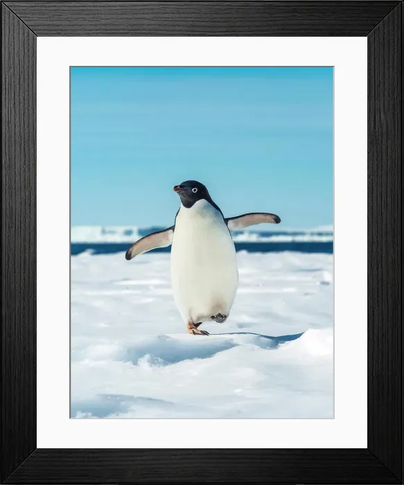 Framed Print : Adelie penguin (Pygoscelis adeliae) walking on pack ice, Weddell Sea, Antarctica