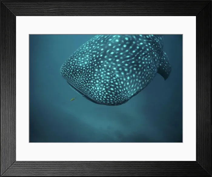 Framed Print : Whale Shark and Juvenile Golden Trevally West Australia Framed Print : Whale Shark and Juvenile Golden Trevally West Australia