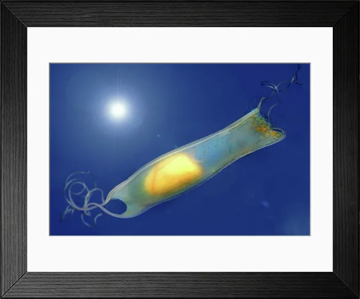 Framed Print : small-spotted catshark - egg in an egg case, Scyliorhinus canicula