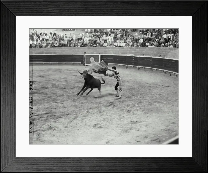 Framed Print : Vintage photograph. Bull fight with matador Framed Print : Vintage photograph. Bull fight with matador