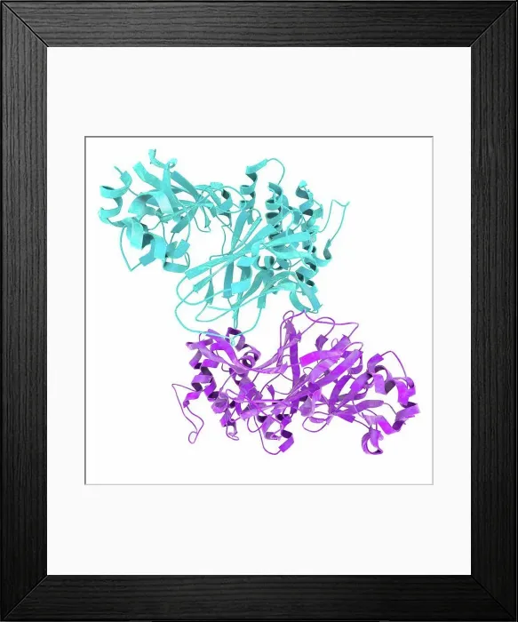 Framed Print : Molecular structure of diphtheria toxin, secreted by the bacterium Corynebacterium diphtheriae Framed Print : Molecular structure of diphtheria toxin, secreted by the bacterium Corynebacterium diphtheriae