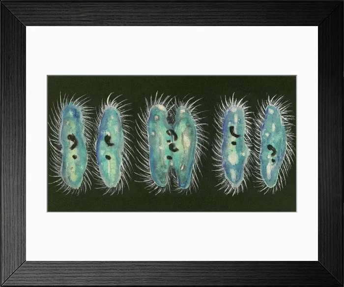 Framed Print : Paramecium reproduction, drawing Framed Print : Paramecium reproduction, drawing