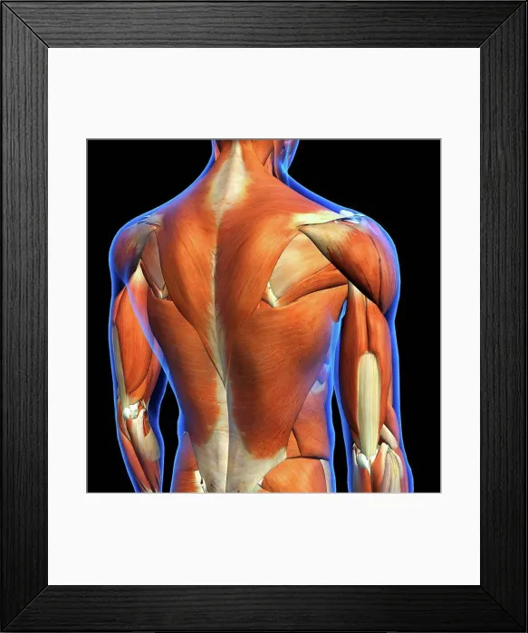 Framed Print : Rear View of Male upper back muscles anatomy in blue X-Ray outline Framed Print : Rear View of Male upper back muscles anatomy in blue X-Ray outline