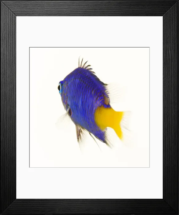 Framed Print : yellow tail blue damsel fish (chrysiptera parasema) Framed Print : yellow tail blue damsel fish (chrysiptera parasema)