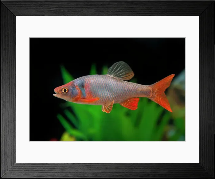 Framed Print : Red Shiner (Cyprinella lutrensis). Single fish in an aquarium Framed Print : Red Shiner (Cyprinella lutrensis). Single fish in an aquarium