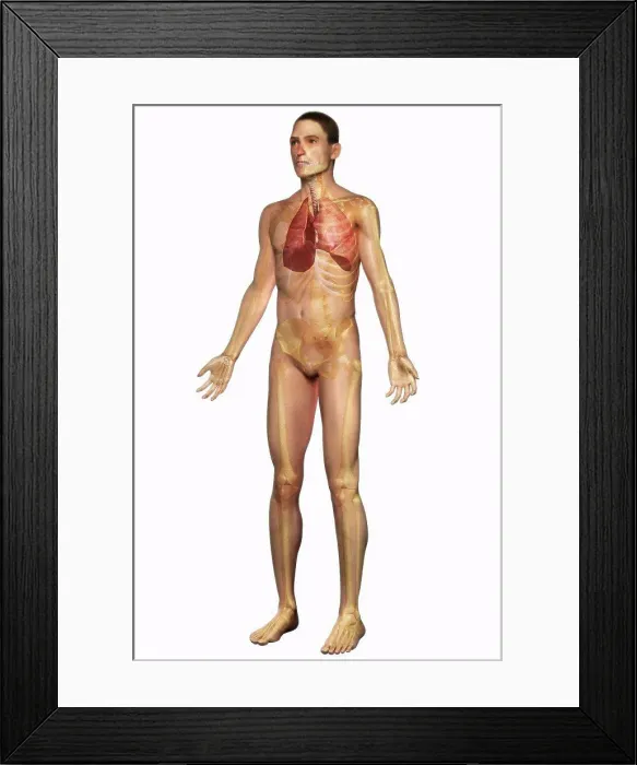 Framed Print : Three-quarter full body view of the male skin, skeleton and respiratory system Framed Print : Three-quarter full body view of the male skin, skeleton and respiratory system