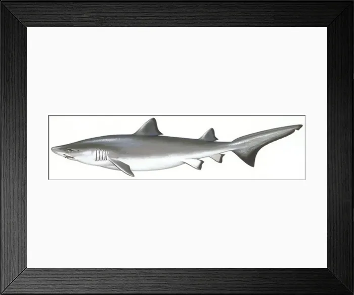 Framed Print : Zoology - Fishes - Carcharhiniformes - School shark (Galeorhinus galeus), illustration Framed Print : Zoology - Fishes - Carcharhiniformes - School shark (Galeorhinus galeus), illustration