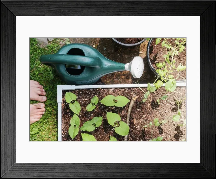 Framed Print : Woman standing barefoot next to raised garden bed Framed Print : Woman standing barefoot next to raised garden bed