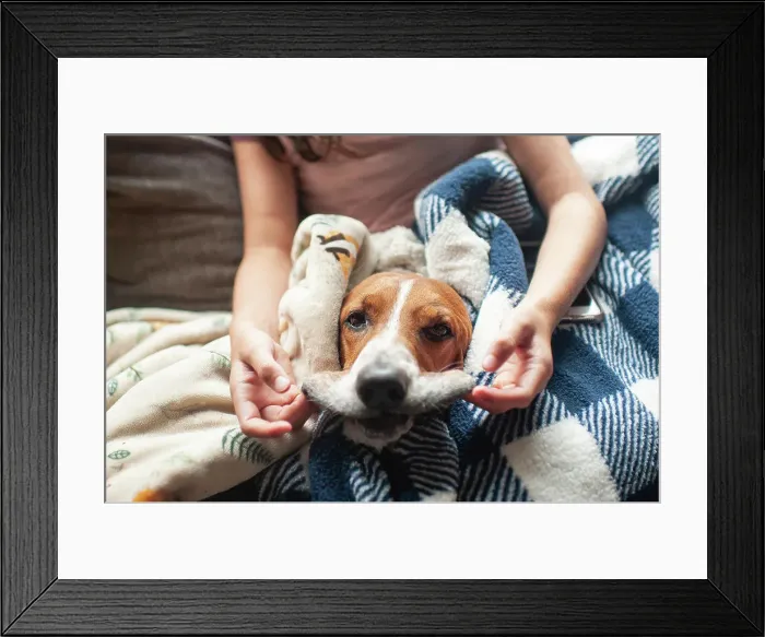 Framed Print : Girl holds lips of basset hound dog out to make a silly face