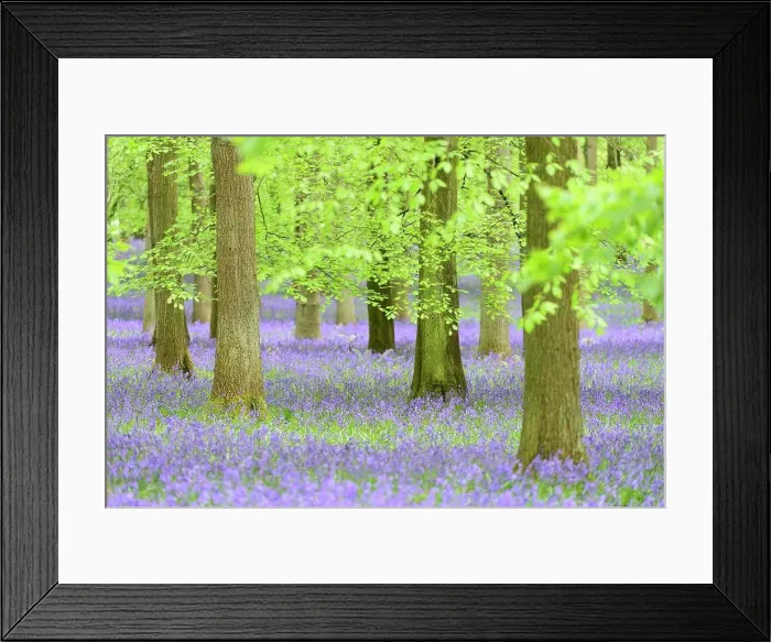 Framed Print : Common Bluebell (Hyacinthoides non-scripta) flowering mass Framed Print : Common Bluebell (Hyacinthoides non-scripta) flowering mass