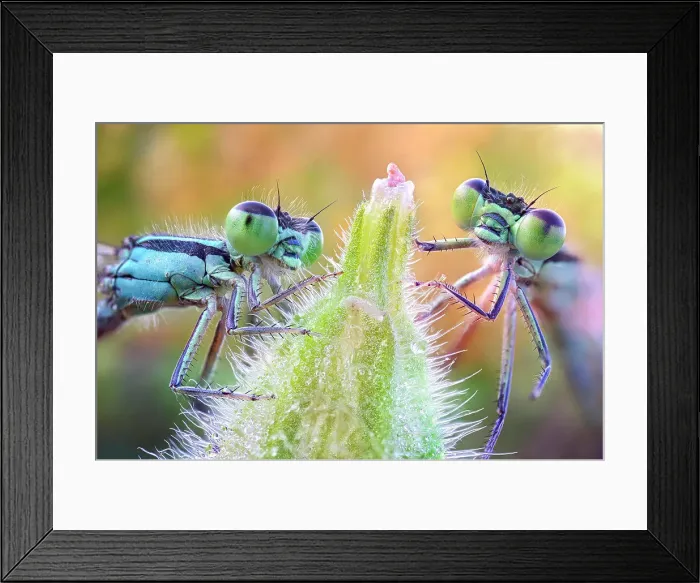 Framed Print : Two damselflies on a bud, Villarotta, Reggio Emilia, Italy