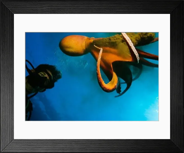 Framed Print : Diver Poses with a Day Octopus Framed Print : Diver Poses with a Day Octopus
