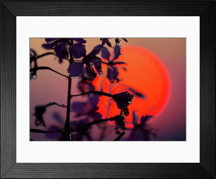 Framed Print : Fireweed in front of sunset, Epilobium angustifolium, close-up Framed Print : Fireweed in front of sunset, Epilobium angustifolium, close-up