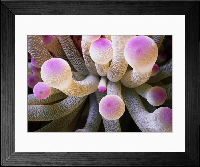 Framed Print : Close-up of sea anemones underwater Framed Print : Close-up of sea anemones underwater